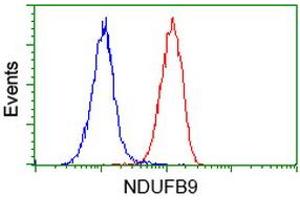 Flow cytometric Analysis of Hela cells, using anti-NDUFB9 antibody (ABIN2454333), (Red), compared to a nonspecific negative control antibody, (Blue). (NDUFB9 anticorps  (AA 3-179))