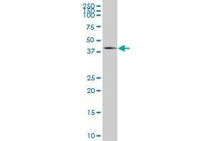 MPPED2 MaxPab polyclonal antibody.