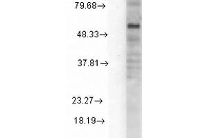 Western Blot analysis of Rat Cell line lysates showing detection of GABA A Receptor protein using Mouse Anti-GABA A Receptor Monoclonal Antibody, Clone S151-3 . (GABRA1 anticorps  (AA 15-34) (Biotin))