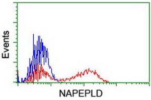 HEK293T cells transfected with either RC209877 overexpress plasmid (Red) or empty vector control plasmid (Blue) were immunostained by anti-NAPEPLD antibody (ABIN2455243), and then analyzed by flow cytometry. (NAPEPLD anticorps)