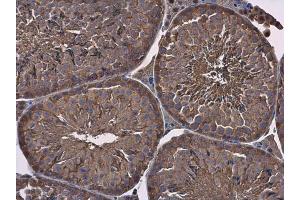 IHC-P Image GAPDH antibody detects GAPDH protein at cytoplasm in mouse testis by immunohistochemical analysis. (GAPDH anticorps)