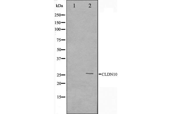 CLDN10 Antikörper  (C-Term)