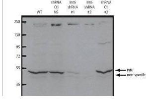 Western blot using  affinity purified anti-eIF3S6/Int6 antibody shows detection of endogenous eIF3S6/Int6. (EIF3E anticorps  (C-Term))