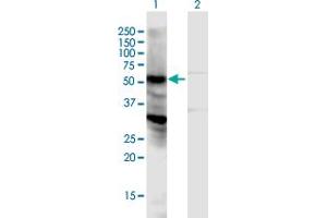 Western Blot analysis of LOC440348 expression in transfected 293T cell line by LOC440348 MaxPab polyclonal antibody. (NPIPL2 anticorps  (AA 1-382))