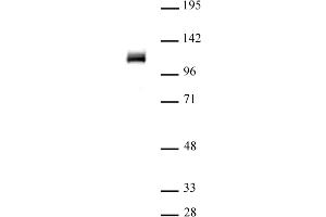 OGT/O-GlcNAc transferase (pAb) tested by Western blot. (OGT anticorps  (N-Term))