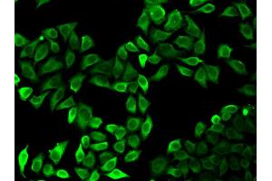 Immunofluorescence analysis of HeLa cell using RAF1 antibody.