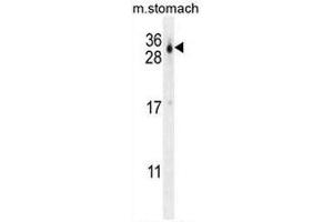 CU070 Antibody (C-term) western blot analysis in mouse stomach tissue lysates (35µg/lane). (CU070 Protein anticorps  (C-Term))