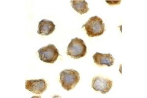 Immunohistochemistry (IHC) image for anti-Toll-Like Receptor 11 (Tlr11) (C-Term) antibody (ABIN1030742) (TLR11 anticorps  (C-Term))