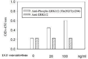 A431 cells were stimulated by different concentrations of EGF for 10 min at 37 °C.