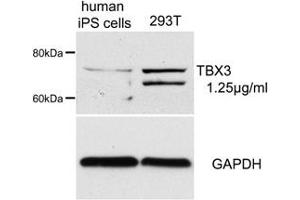 Sample Type: human iPS cells and 293T cell lysatePrimary Dilution: 1.