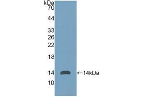 Western blot analysis of recombinant Human Thy1. (CD90 anticorps  (AA 20-133))