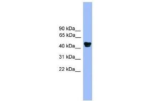 Western Blot showing ALDH3A1 antibody used at a concentration of 1. (ALDH3A1 anticorps  (N-Term))