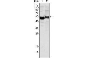 Western blot analysis using AAT mouse mAb against human plasma (1) and NIH/3T3 cell lysate (2). (AAT anticorps)