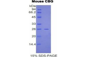 SDS-PAGE analysis of Mouse Corticosteroid Binding Globulin (CBG) Protein. (SERPINA6 Protéine)