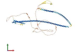 AlphaFold protein structure predicition of Mouse Recombinant Pof1b Protein, UniprotID Q8K4L4