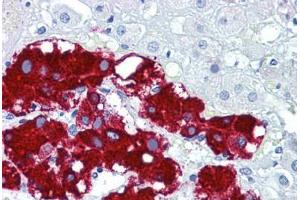 Human Adrenal: Formalin-Fixed, Paraffin-Embedded (FFPE) (Podoplanin anticorps  (C-Term))