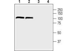 Western blot analysis of mouse (lanes 1 and 3) and rat (lanes 2 and 4) brain lysate: - 1,2.
