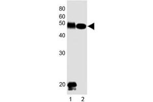 Western blot testing of DLK1 antibody at 1:1000 dilution. (DLK1 anticorps  (C-Term))