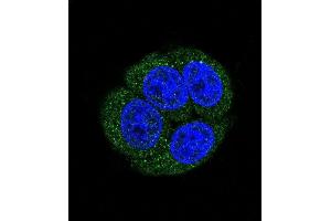 Confocal immunofluorescent analysis of LTA4H Antibody (Center) (ABIN650745 and ABIN2839464) with Hela cell followed by Alexa Fluor 488-conjugated goat anti-rabbit lgG (green).