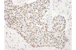 Immunohistochemistry (IHC) image for anti-Protein BANP (BANP) (C-Term) antibody (ABIN7448798)