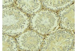 ABIN6268960 at 1/100 staining Mouse testis tissue by IHC-P.