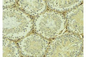 ABIN6268960 at 1/100 staining Mouse testis tissue by IHC-P. (Stathmin 1 anticorps  (N-Term))