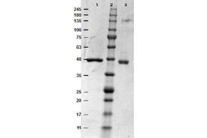 SDS-PAGE results of MEK1 Recombinant Protein. (MEK1 Protéine)