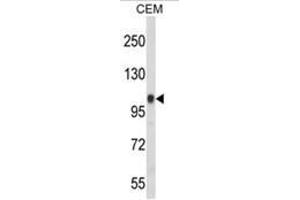 Western blot analysis of ITGB3 Antibody (Integrin beta 3 anticorps  (C-Term))