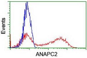 Image no. 2 for anti-Anaphase Promoting Complex Subunit 2 (ANAPC2) antibody (ABIN1496636) (ANAPC2 anticorps)