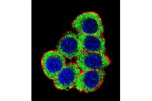 Confocal immunofluorescent analysis of XRCC6 Antibody (Center) (ABIN651281 and ABIN2840168) with 293 cell followed by Alexa Fluor 488-conjugated goat anti-rabbit lgG (green).