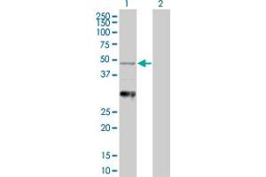 Western Blot analysis of NAPSA expression in transfected 293T cell line by NAPSA MaxPab polyclonal antibody. (NAPSA anticorps  (AA 26-420))