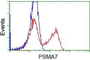 HEK293T cells transfected with either pCMV6-ENTRY PSMA7 (RC201169) (Red) or empty vector control plasmid (Blue) were immunostained with anti-PSMA7 mouse monoclonal (ABIN2453527, Dilution 1:1,000), and then analyzed by flow cytometry. (PSMA7 anticorps)