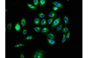 Immunofluorescence staining of A549 cells with ABIN7160339 at 1:100, counter-stained with DAPI. (MEGF9 anticorps  (AA 49-178))