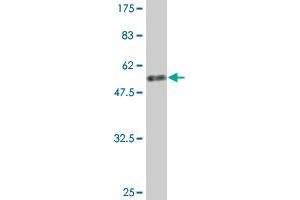 Western Blot detection against Immunogen (48.