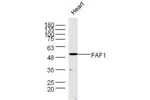 Mouse heart lysates probed with Rabbit Anti-FAF1 Polyclonal Antibody, Unconjugated  at 1:300 overnight at 4˚C. (FAF1 anticorps  (AA 551-650))