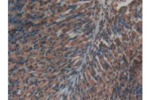 IHC-P analysis of Mouse Stomach Tissue, with DAB staining. (Insulin anticorps  (AA 25-54, AA 90-110))