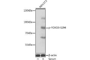 Western blot analysis of extracts of NIH/3T3 cells, using Phospho-FOXO3A-S294 antibody (ABIN7267245) at 1:1000 dilution.