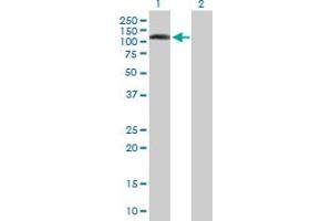 Western Blot analysis of DNMBP expression in transfected 293T cell line by DNMBP MaxPab polyclonal antibody. (DNMBP anticorps  (AA 1-823))
