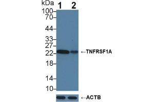 Knockout Verification: Lane 1: Wild-type Hela cell lysate; Lane 2: TNFRSF1A knockout Hela cell lysate; Primary Ab: 3µg/ml Rabbit Anti-Human TNFRSF1A Antibody, Second Ab: 0.