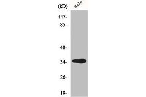 Western Blot analysis of HT29 cells using GIMAP5 Polyclonal Antibody (GIMAP5 anticorps  (C-Term))