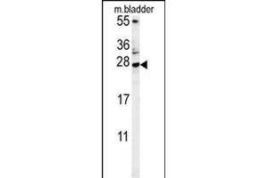 MUTED Antibody (Center) (ABIN654098 and ABIN2843982) western blot analysis in mouse bladder tissue lysates (15 μg/lane).