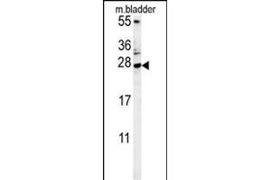 MUTED Antibody (Center) (ABIN654098 and ABIN2843982) western blot analysis in mouse bladder tissue lysates (15 μg/lane). (MUTED anticorps  (AA 40-68))