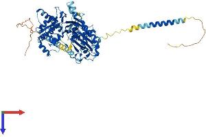 AlphaFold protein structure predicition of Mouse Recombinant Entpd4 Protein, UniprotID Q9DBT4