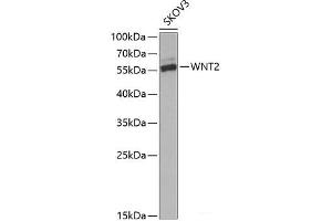 Western blot analysis of extracts of SKOV3 cells using WNT2 Polyclonal Antibody at dilution of 1:1000. (WNT2 anticorps)