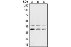 Western blot analysis of hnRNP A1 expression in MCF7 (A), K562 (B), NIH3T3 (C) whole cell lysates. (HNRNPA1 anticorps  (Center))