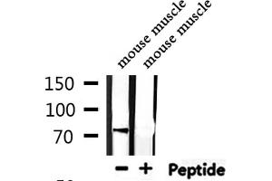 Western blot analysis of extracts from mouse muscle, using USP44 Antibody.