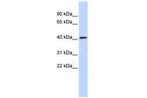 Image no. 1 for anti-Poly (ADP-Ribose) Polymerase Family, Member 11 (PARP11) (AA 252-301) antibody (ABIN6740353) (PARP11 anticorps  (AA 252-301))