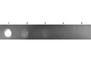 Dot Blot of Anti Mouse IgG (Rabbit) mx Hu-Rhodamine conjugated Dot Blot of Anti Mouse IgG (Rabbit) mx Hu-Rhodamine conjugated. (Lapin anti-Souris IgG (Heavy & Light Chain) Anticorps (TRITC) - Preadsorbed)