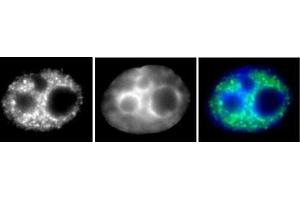 RNA pol II phospho Ser5 antibody (mAb) (Clone 1H4B6) tested by Immunofluorescence. (Rpb1 CTD anticorps  (Ser5))
