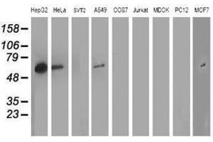 Image no. 4 for anti-ADP-Ribosylation Factor GTPase Activating Protein 1 (ARFGAP1) antibody (ABIN1496681) (ARFGAP1 anticorps)
